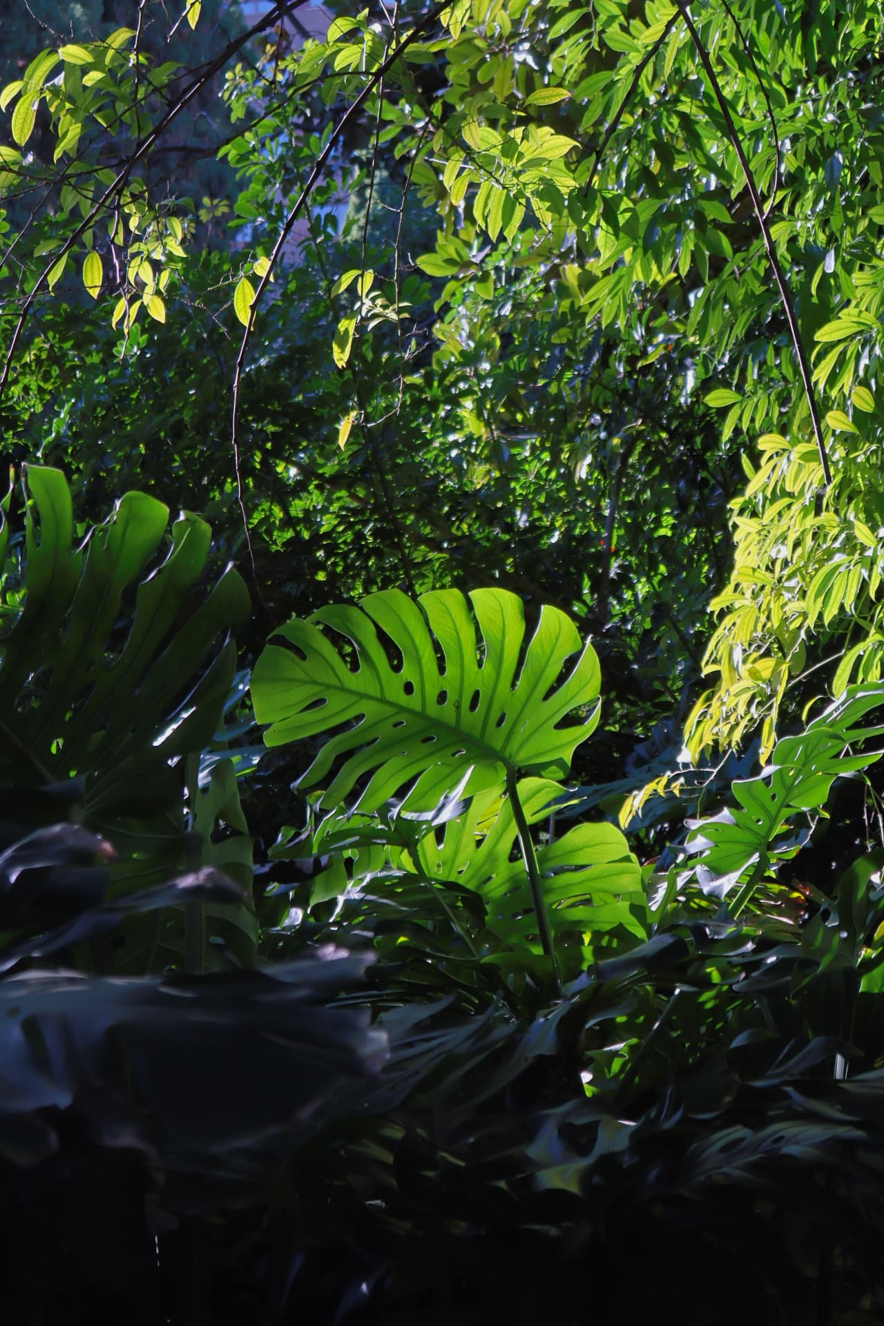 Sunlight striking a monstera leaf deep inside dense green foliage