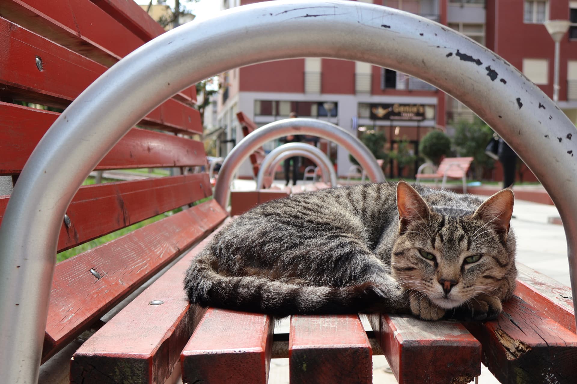 A tabby cat sprawled across a red park bench, unbothered by the city behind it