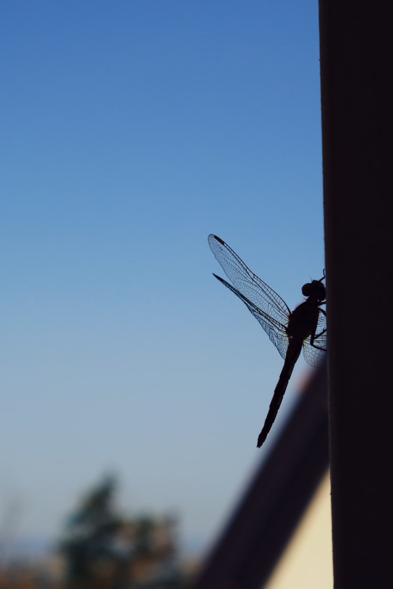 A dragonfly silhouetted against a blue sky, its veined wings catching the light