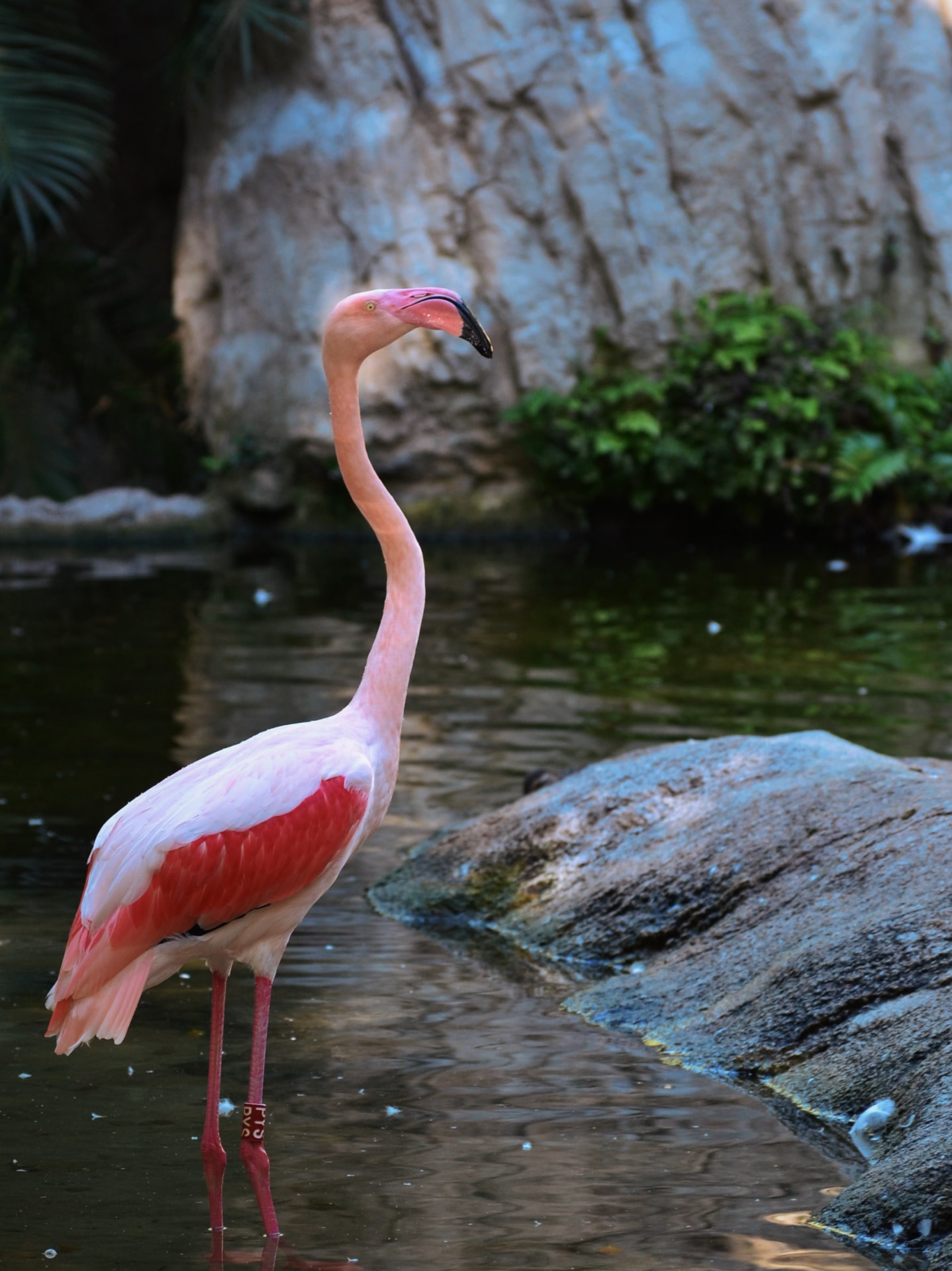 A pale pink flamingo wading through dark rippling water beside rock