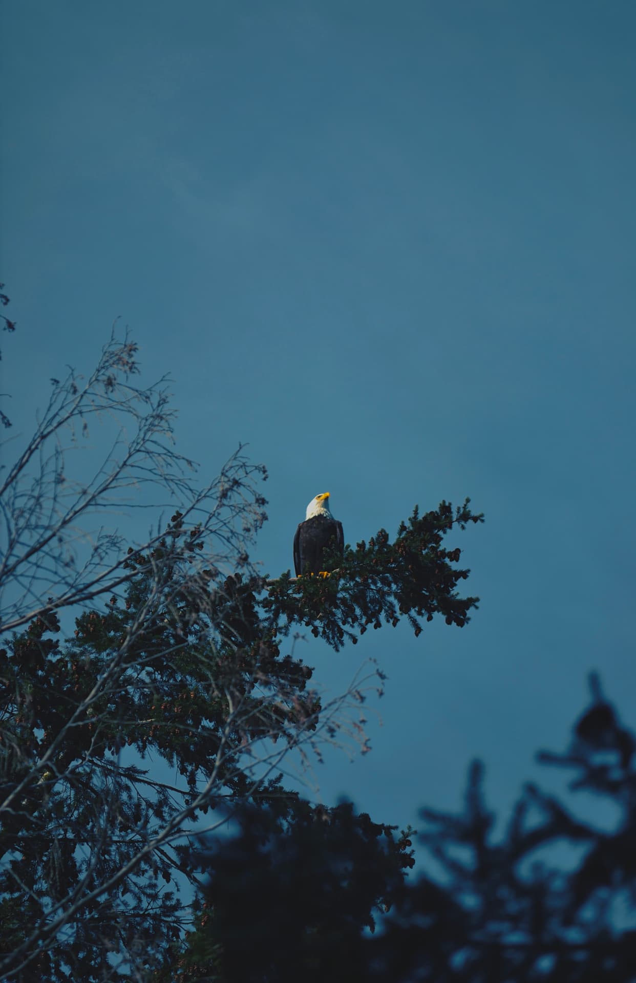 A bald eagle perched at the top of a conifer against a dusk-blue sky
