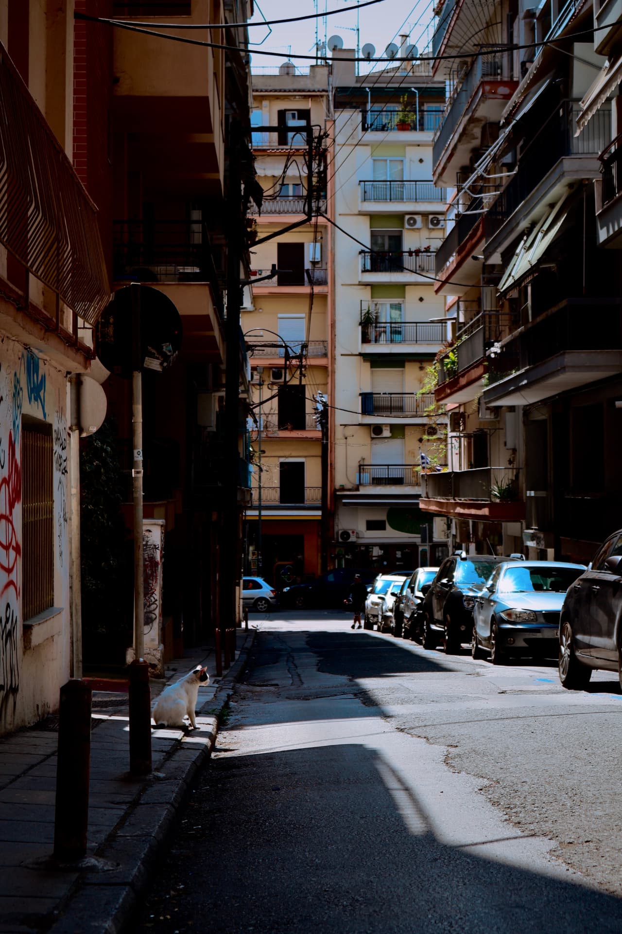 A white cat sitting in a blade of sunlight on a shadowed city street