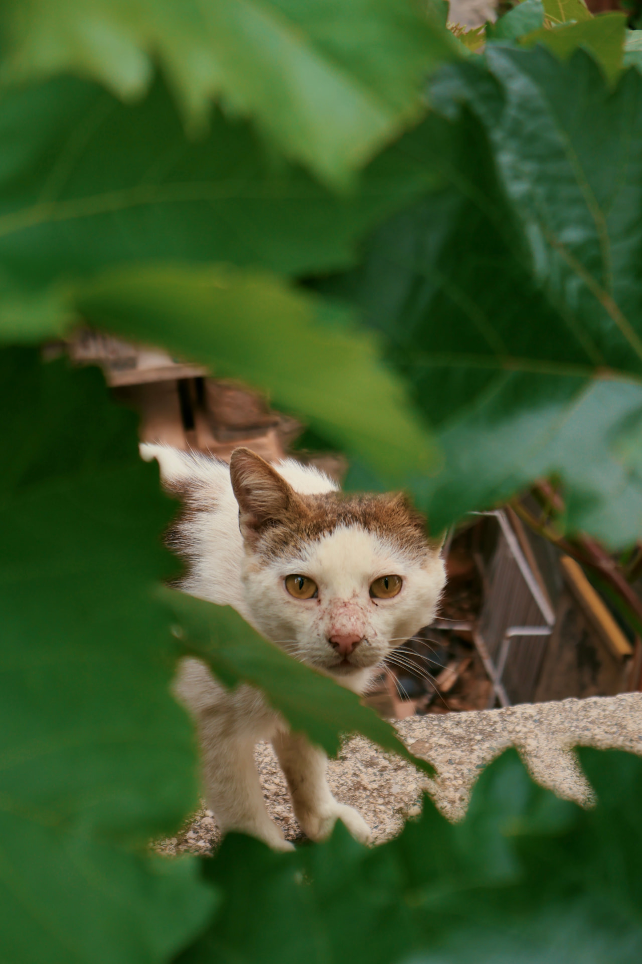 A white-and-tabby cat peeking through green fig leaves