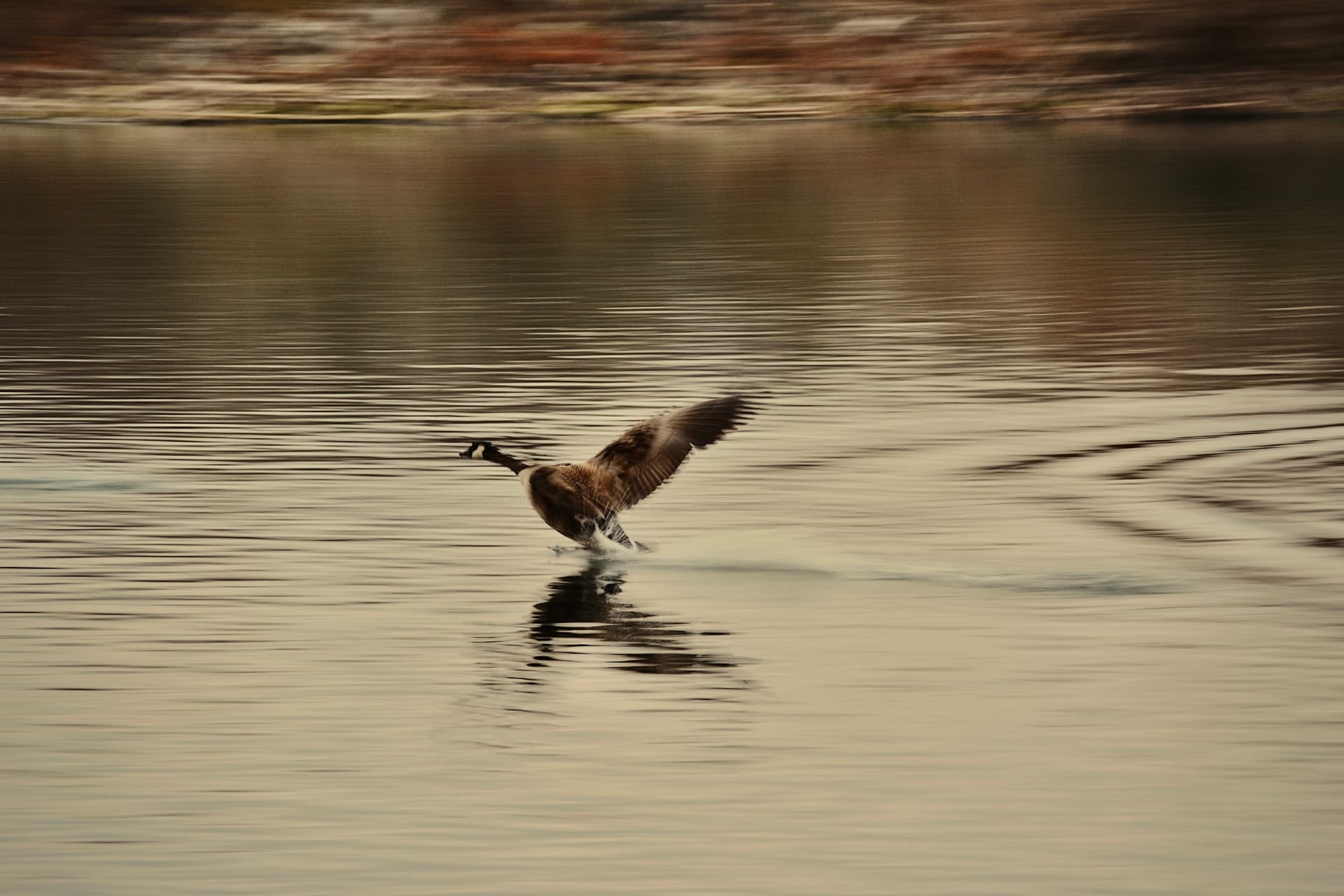 A Canada goose skidding onto still water, wings spread wide, reflections rippling