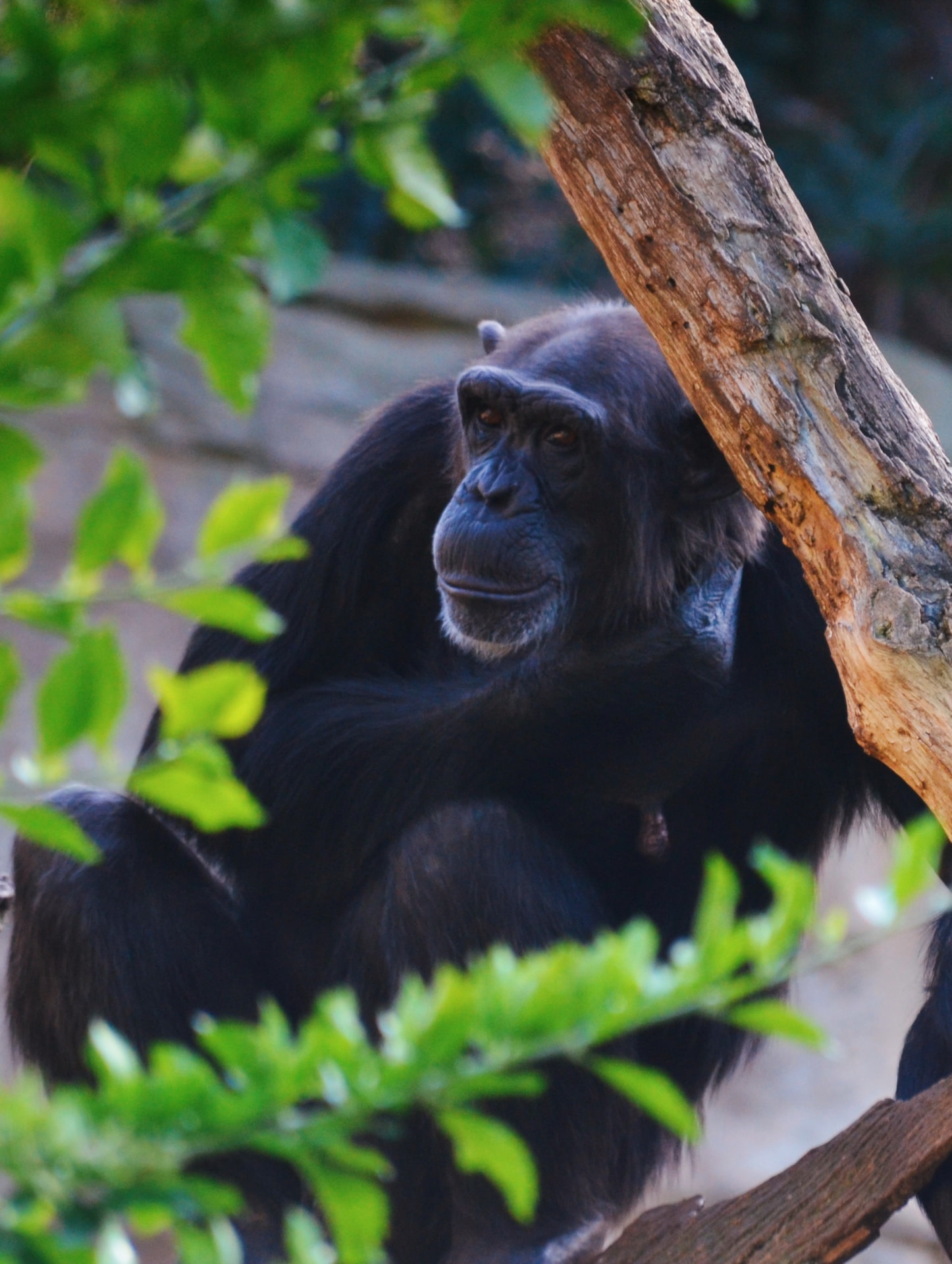 A chimpanzee seated among branches, framed by soft green leaves, lost in thought
