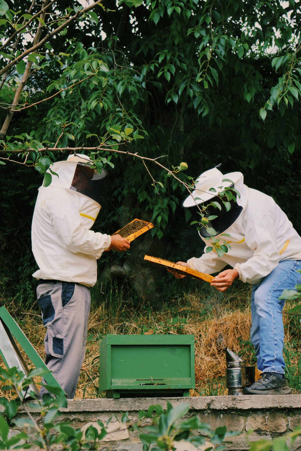 Two beekeepers in white veils inspecting honeycomb frames beside a green hive