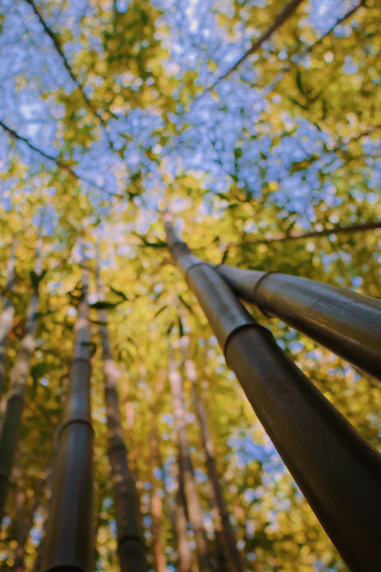 Bamboo stalks rising toward a blurred golden-green canopy against the sky