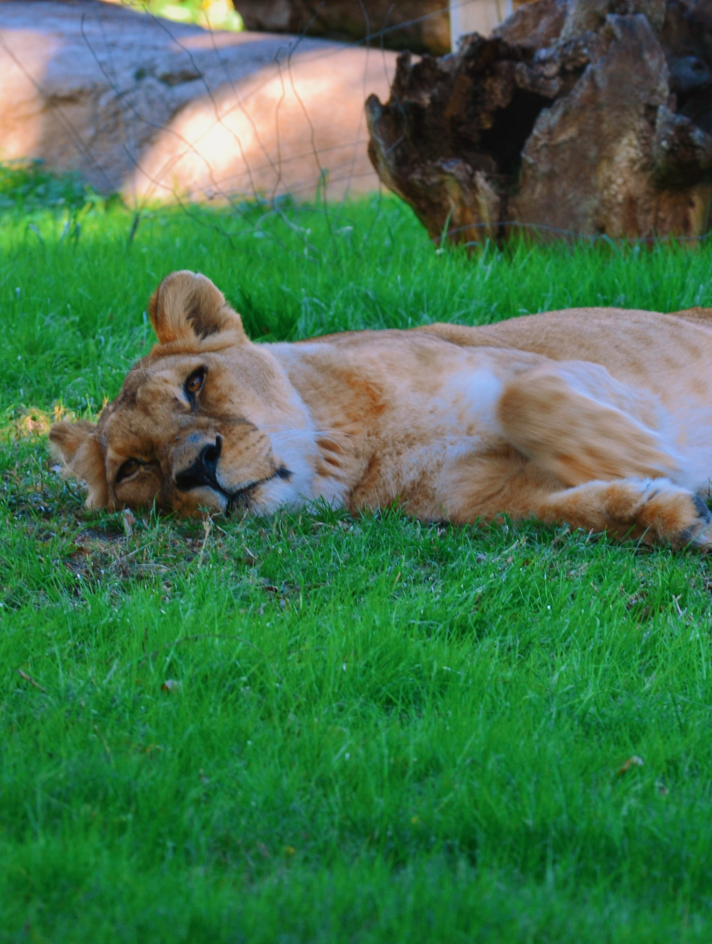 A lioness lying low in deep green grass, gazing back at the camera