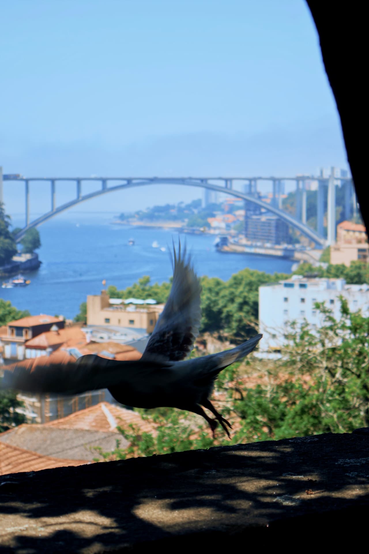 A pigeon bursting into flight from a ledge, a great arch bridge and river blurred beyond
