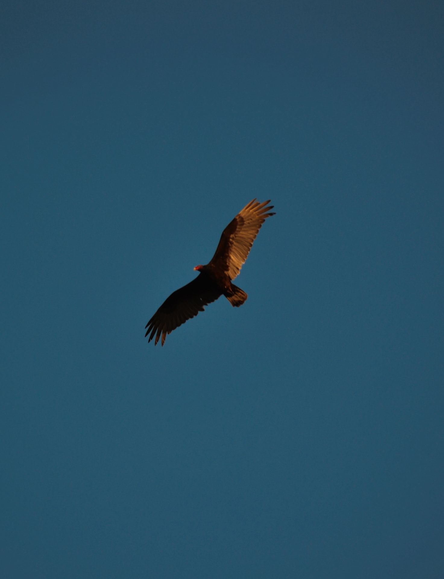 A vulture soaring with wings raised against a deep blue evening sky