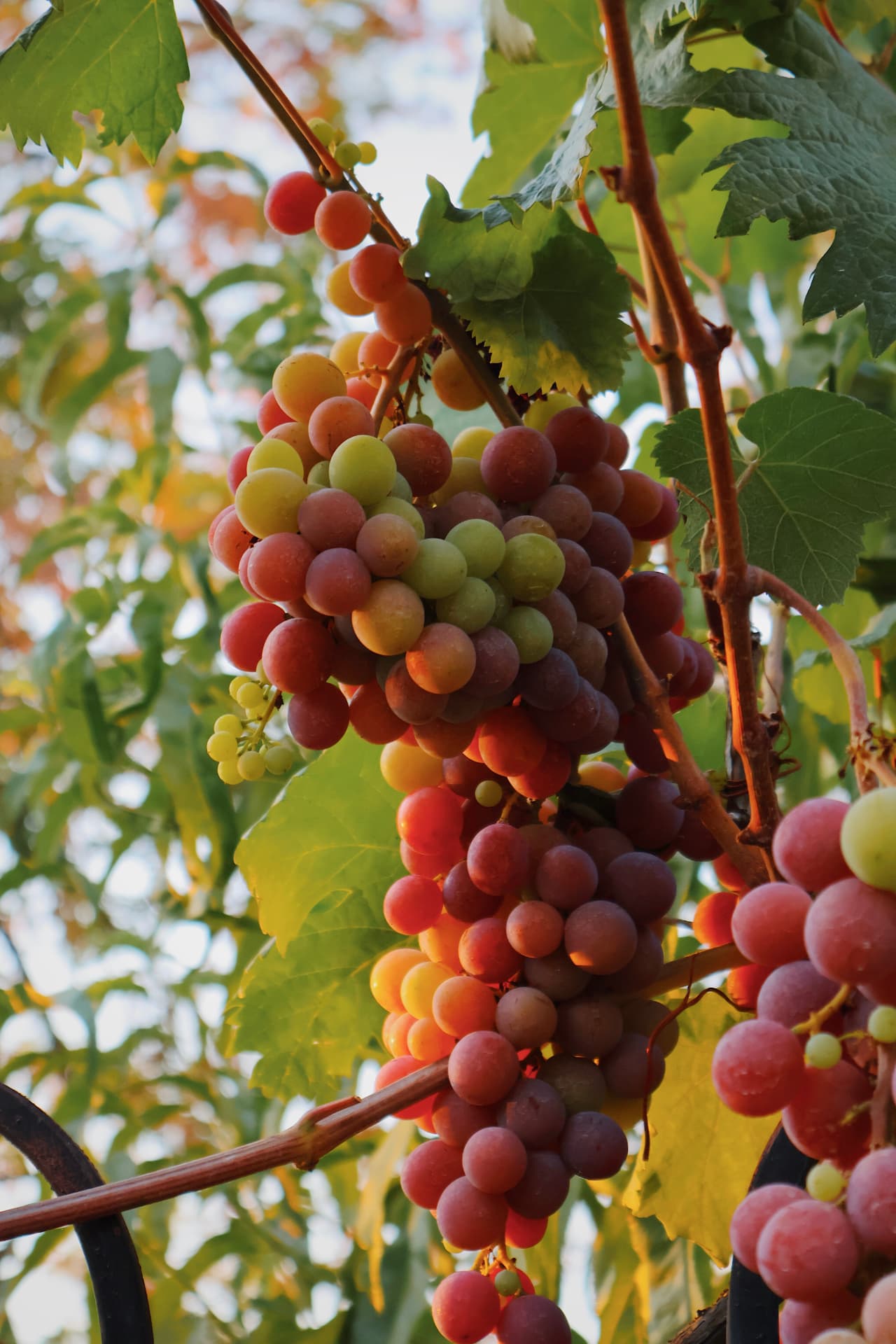 Ripening grapes turning from green to red on the vine, backlit by the sun