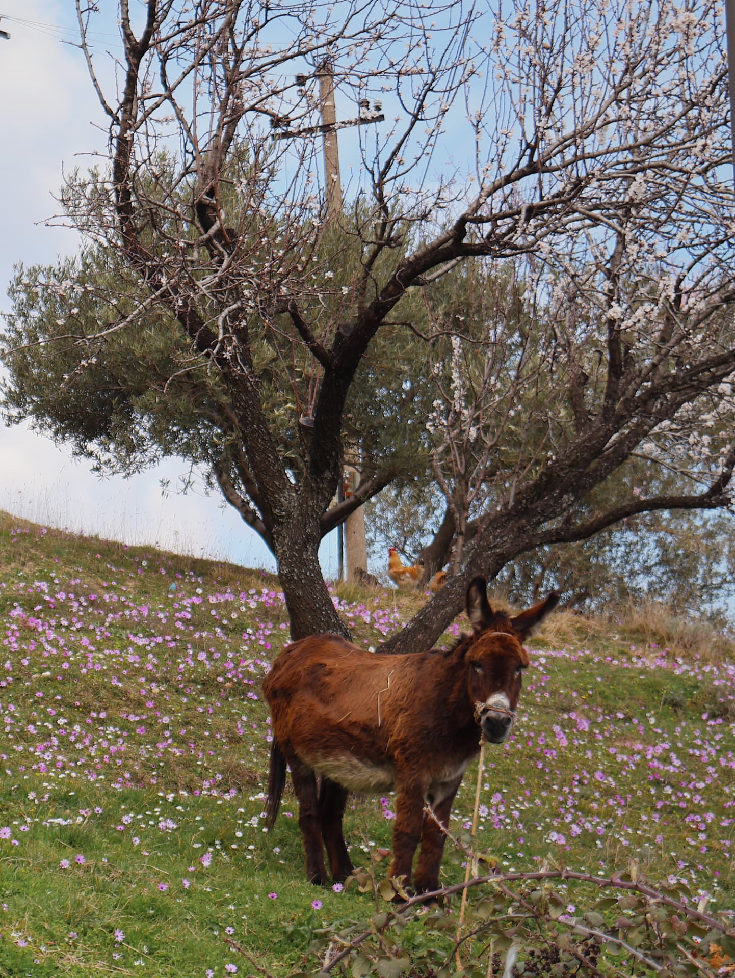 A brown donkey standing in a hillside meadow of pink wildflowers beneath a blossoming tree