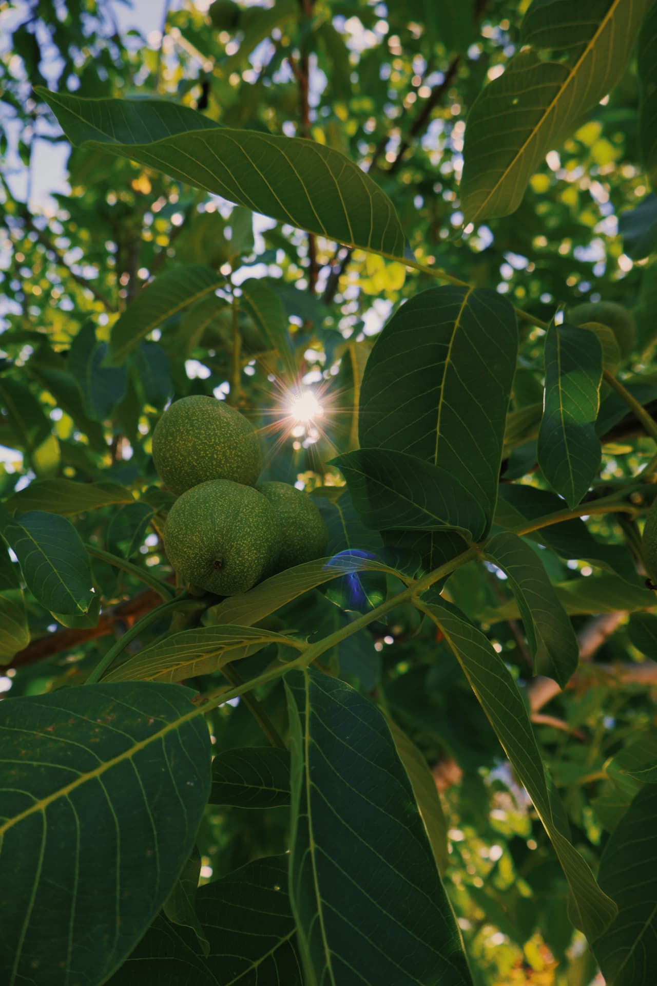 Sunlight bursting through walnut tree leaves beside clusters of green fruit