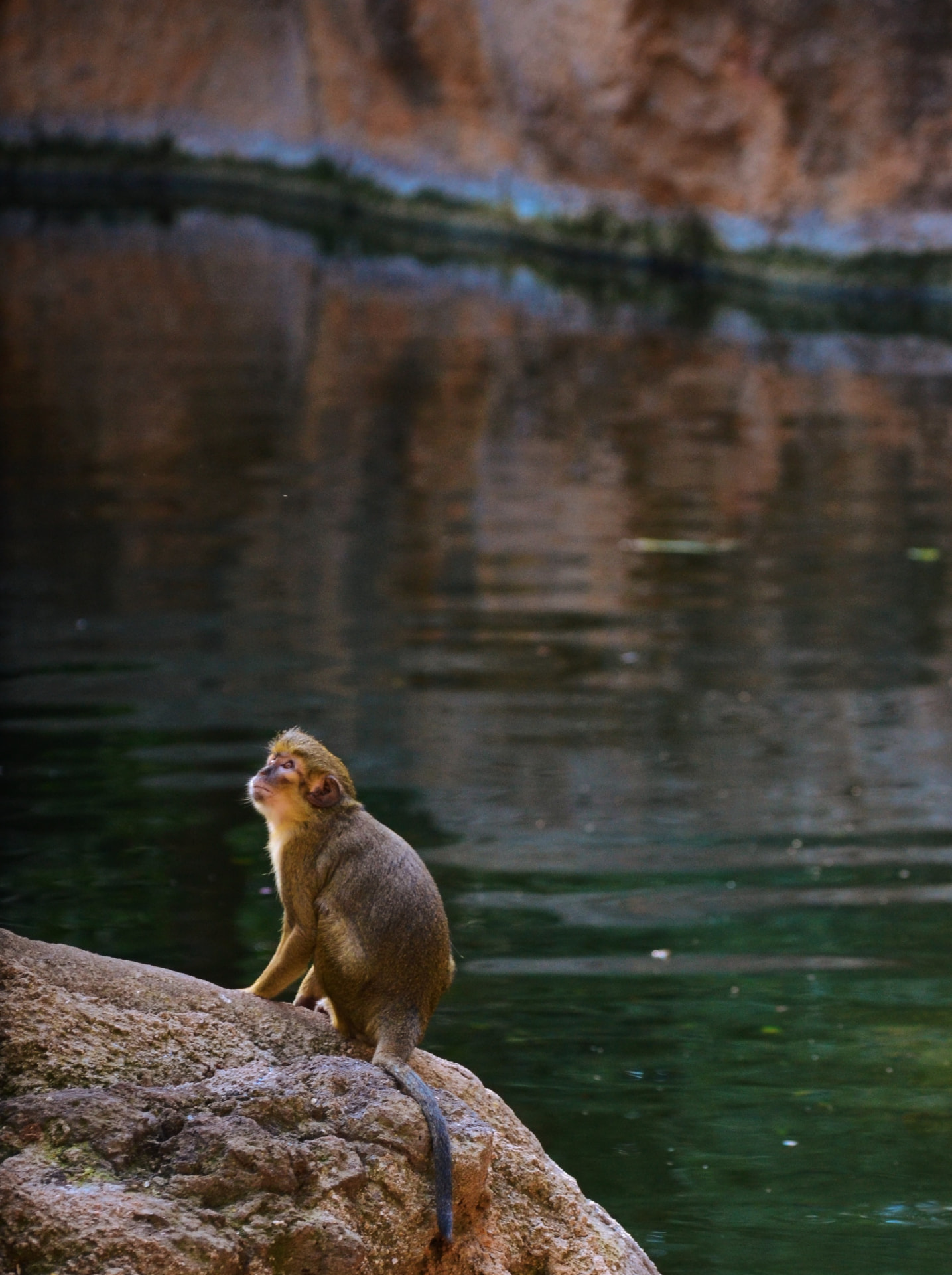 A small macaque sitting on a rock above still green water, gazing upward