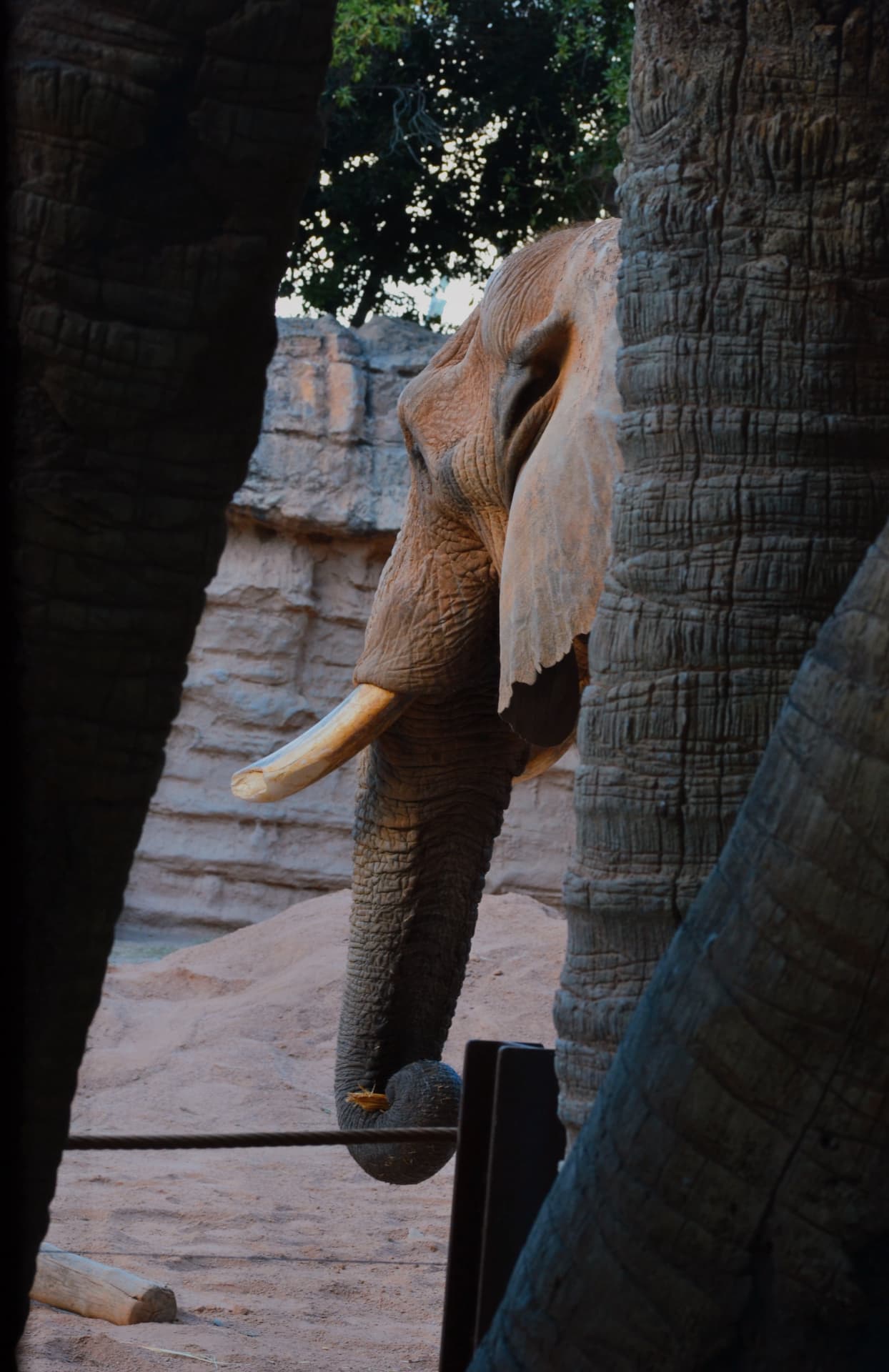 An elephant emerging between rock walls, its tusk and trunk lit by warm light