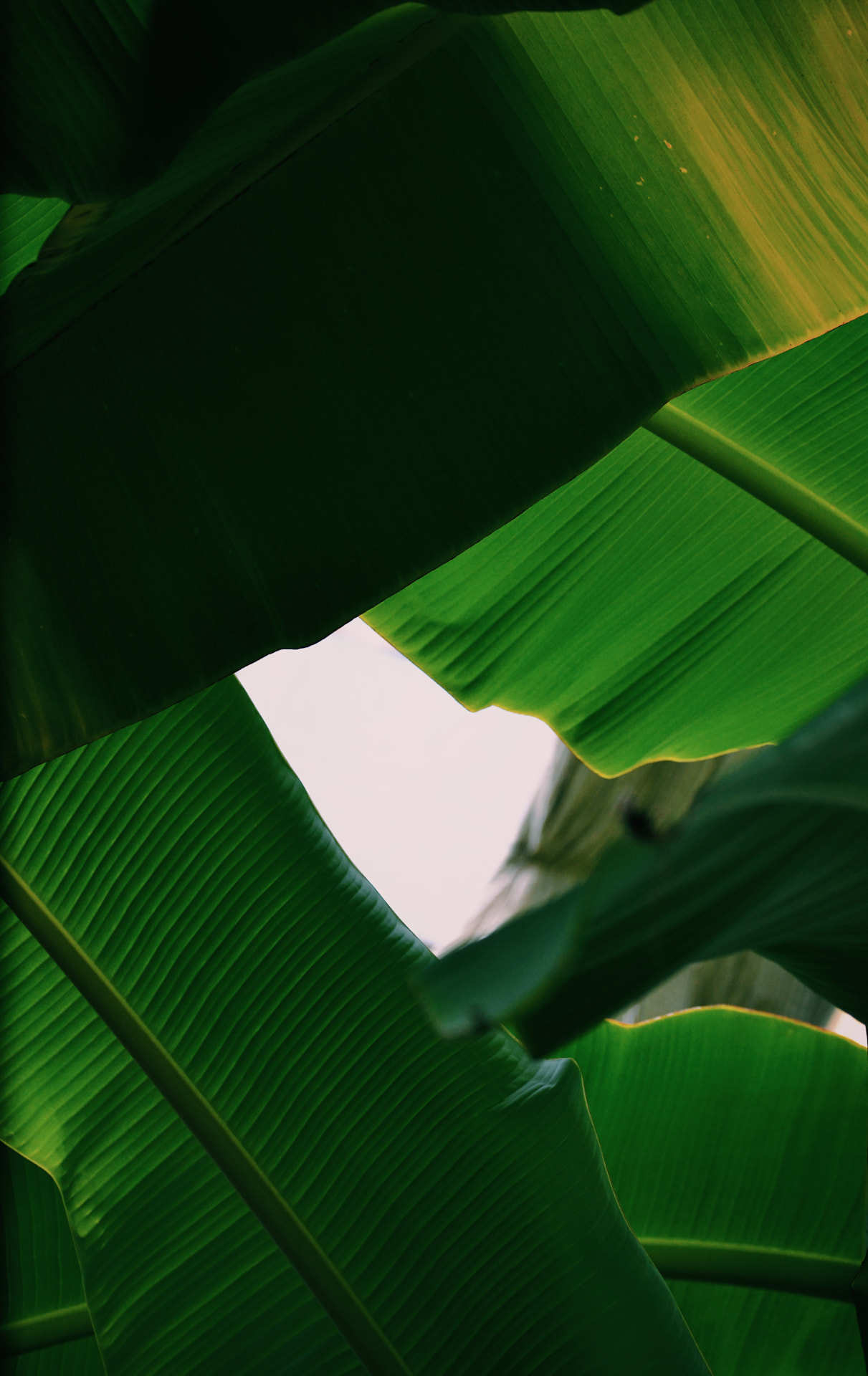 Large vibrant green banana leaves overlapping and reaching toward the sky